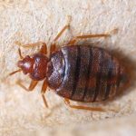 Bed Bugs & Mattress Bug Removing