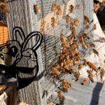 Top 10 Greatest Updated Bee Removal In Coral Springs, Fl